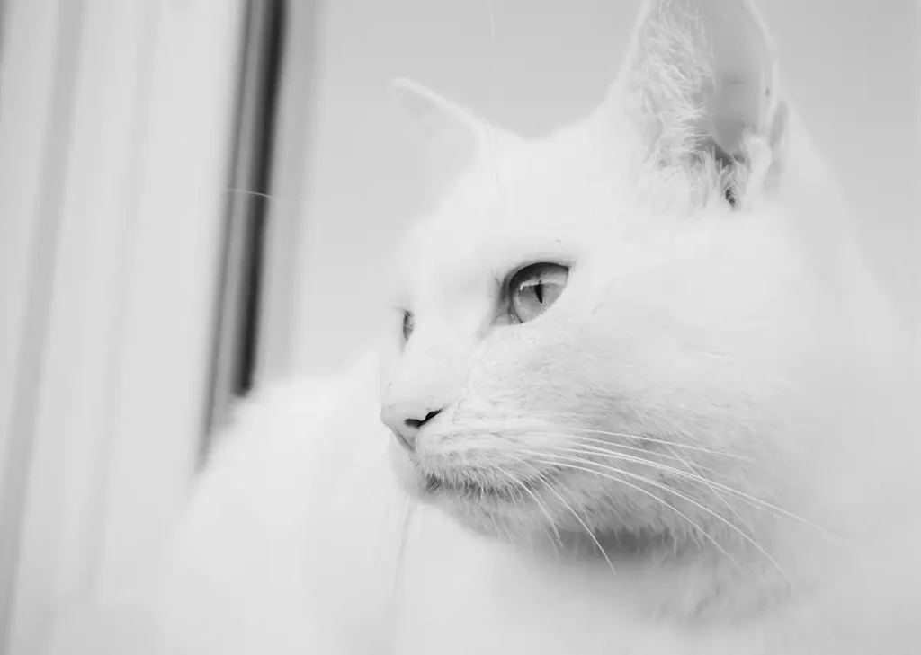 weißer Kater auf Fensterbank