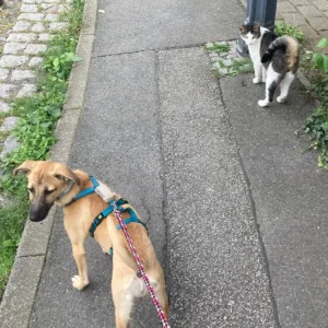 Hund Lotte und Kater Pauli beim spazieren gehen