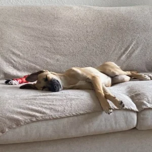 Hund Lotte liegt auf dem Sofa und schläft