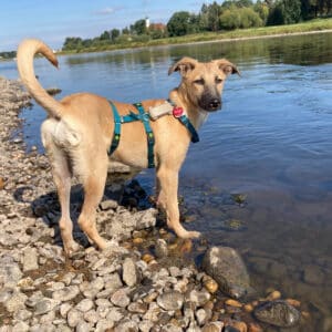 Hund Lotte an der Elbe. Sie steht am Wasser und schaut in die Kamera